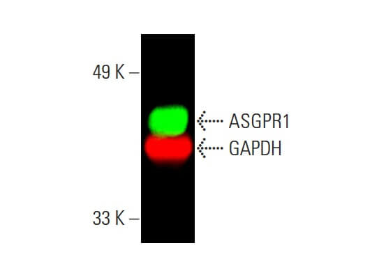 asgr1 antibody reactivity mouse