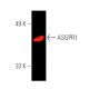 ASGPR1/Asialoglycoprotein Receptor 1/ASGR1 Antibody (8D7) - Western Blotting - Image 391014