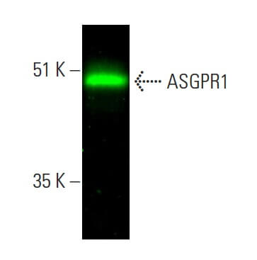 asgr1 antibody reactivity mouse