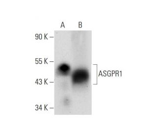 ASGPR1/Asialoglycoprotein Receptor 1/ASGR1 Antibody (A-5) - Western Blotting - Image 299149