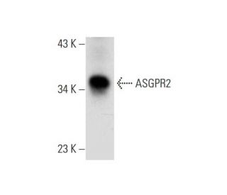 ASGPR2/Asialoglycoprotein Receptor 2/ASGR2 Antibody (B-4) - Western Blotting - Image 298625 