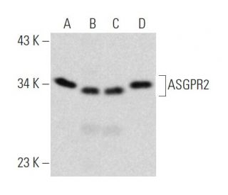 ASGPR2/Asialoglycoprotein Receptor 2/ASGR2 Antibody (C-4) - Western Blotting - Image 374559