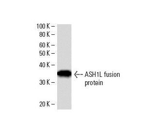 ASH1L Antibody (ASH5H03) - Western Blotting - Image 16541