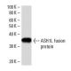 ASH1L Antibody (ASH5H03) - Western Blotting - Image 16541