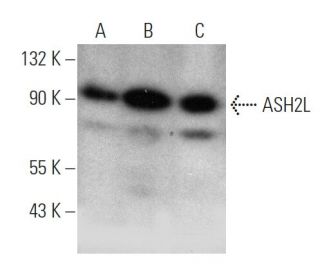 ASH2L Antibody (2046D2a) - Western Blotting - Image 368239 