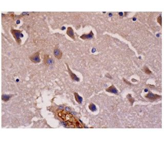 ASIC4 Antibody (D-3) - Immunohistochemistry - Image 287281 