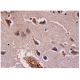ASIC4 Antibody (D-3) - Immunohistochemistry - Image 287281 