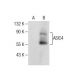 ASIC4 Antibody (D-3) - Western Blotting - Image 281406
