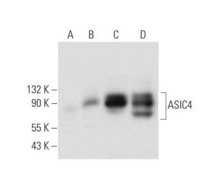 ASIC4 Antibody (E-8) - Western Blotting - Image 332799 