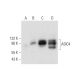 ASIC4 Antibody (E-8) - Western Blotting - Image 332799 