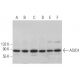 ASIC4 Antibody (E-8) - Western Blotting - Image 367632