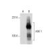 ASK 1 Antibody (E-6) - Western Blotting - Image 288006