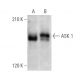 ASK 1 Antibody (E-6) - Western Blotting - Image 353695 