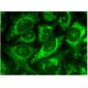 ASK 1 Antibody (H-2) - Immunofluorescence - Image 295258 