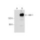 ASK 1 Antibody (H-2) - Western Blotting - Image 287639