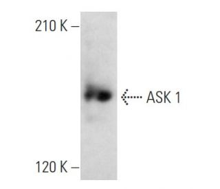 ASK 1 Antibody (H-2) - Western Blotting - Image 353694 