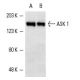 western blotting image from recommended ASK 1 (F-9) monoclonal antibody replacement. Image 1850