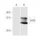 ASM Antibody (4H2) - Western Blotting - Image 347579 