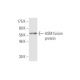 ASM Antibody (4H2) - Western Blotting - Image 348850