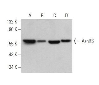 AsnRS Antibody (A-1) - Western Blotting - Image 372425 