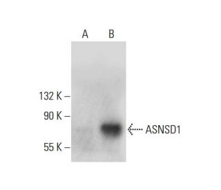 ASNSD1 Antibody (A-10) - Western Blotting - Image 308383