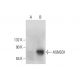 ASNSD1 Antibody (A-10) - Western Blotting - Image 308383