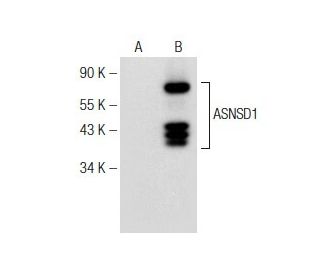 ASNSD1 Antibody (C-7) - Western Blotting - Image 148993