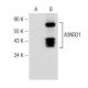 ASNSD1 Antibody (C-7) - Western Blotting - Image 148993