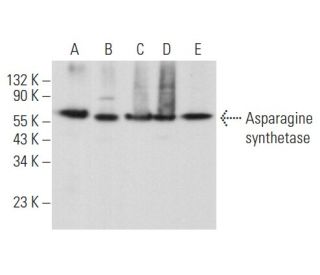 Asparagine synthetase Antibody (G-10) - Western Blotting - Image 357114 