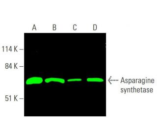 Asparagine synthetase Antibody (G-10) - Western Blotting - Image 385421