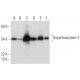 Aspartoacylase-3 Antibody (A-5) - Western Blotting - Image 299176