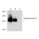 Aspartoacylase-3 Antibody (C-2) - Western Blotting - Image 297952 