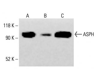 ASPH Antibody (A-10) - Western Blotting - Image 413981