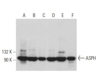 ASPH Antibody (A-10) - Western Blotting - Image 359071
