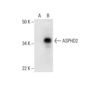 ASPHD2 Antibody (D-1) - Western Blotting - Image 292034