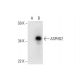 ASPHD2 Antibody (D-1) - Western Blotting - Image 292034
