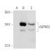 ASPHD2 Antibody (E-9) - Western Blotting - Image 291846 