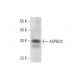 ASPHD2 Antibody (E-9) - Western Blotting - Image 305716