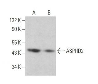 ASPHD2 Antibody (E-9) - Western Blotting - Image 373209 