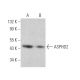 ASPHD2 Antibody (E-9) - Western Blotting - Image 373209 