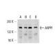 ASPP1 Antibody (LX011) - Western Blotting - Image 14601 