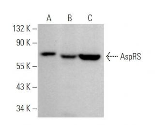 AspRS Antibody (C-6) - Western Blotting - Image 371680 
