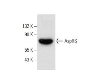 AspRS Antibody (D-4) - Western Blotting - Image 303902 
