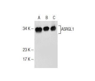 ASRGL1 Antibody (LA-52) - Western Blotting - Image 160649 
