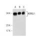 ASRGL1 Antibody (LA-52) - Western Blotting - Image 160649 