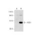 ASS1 Antibody (C-4) - Western Blotting - Image 331162