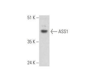 ASS1 Antibody (C-4) - Western Blotting - Image 344623 