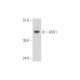 ASS1 Antibody (C-4) - Western Blotting - Image 344623 