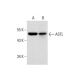 ASTL Antibody (D-8) - Western Blotting - Image 320258 
