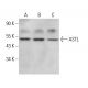 ASTL Antibody (D-8) - Western Blotting - Image 376057